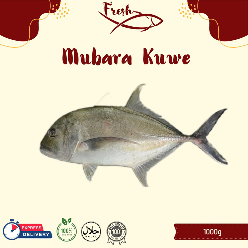 

IKAN MUBARA KUWE FRESH 1kg