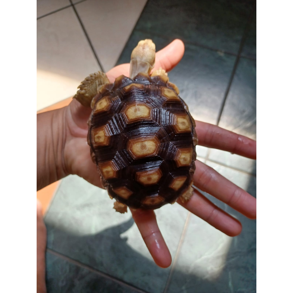 KURA SULCATA PIARAAN LAMA 11-12cm