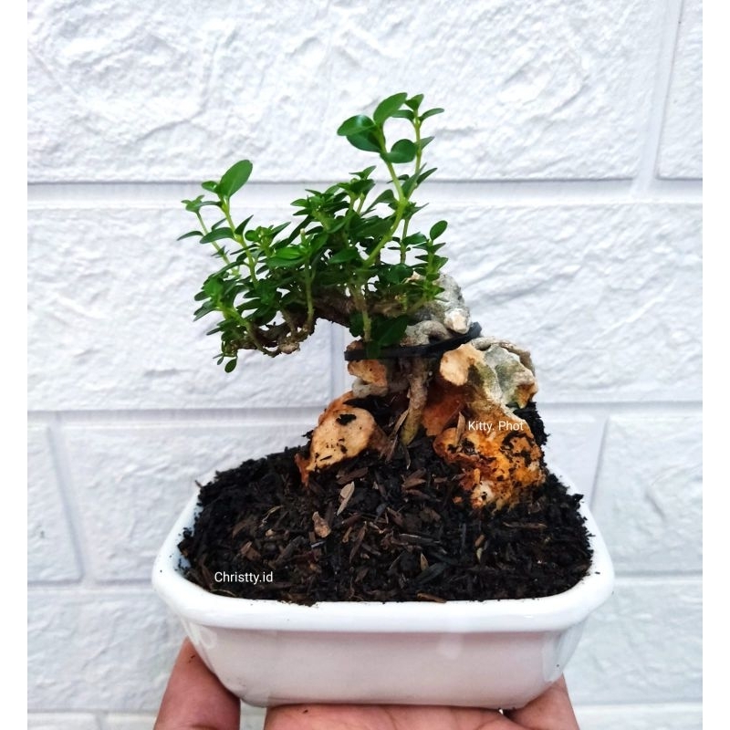 Tanaman Bonsai Mini + Batu Karang (ONTHEROCK)