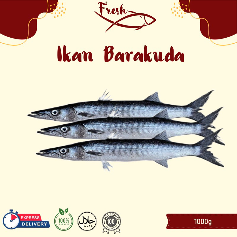

IKAN BARAKUDA FRESH 1kg