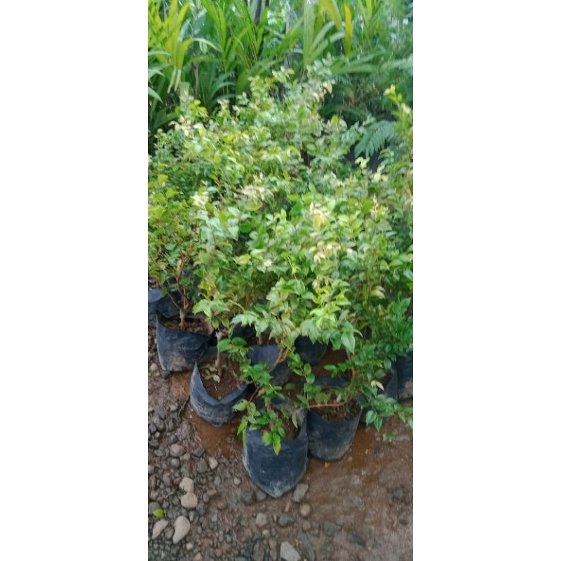 bibit anggur pohon /Brazil Freco