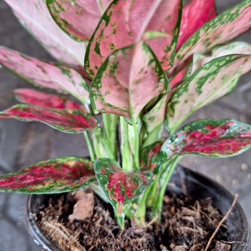 aglonema red king rumpun