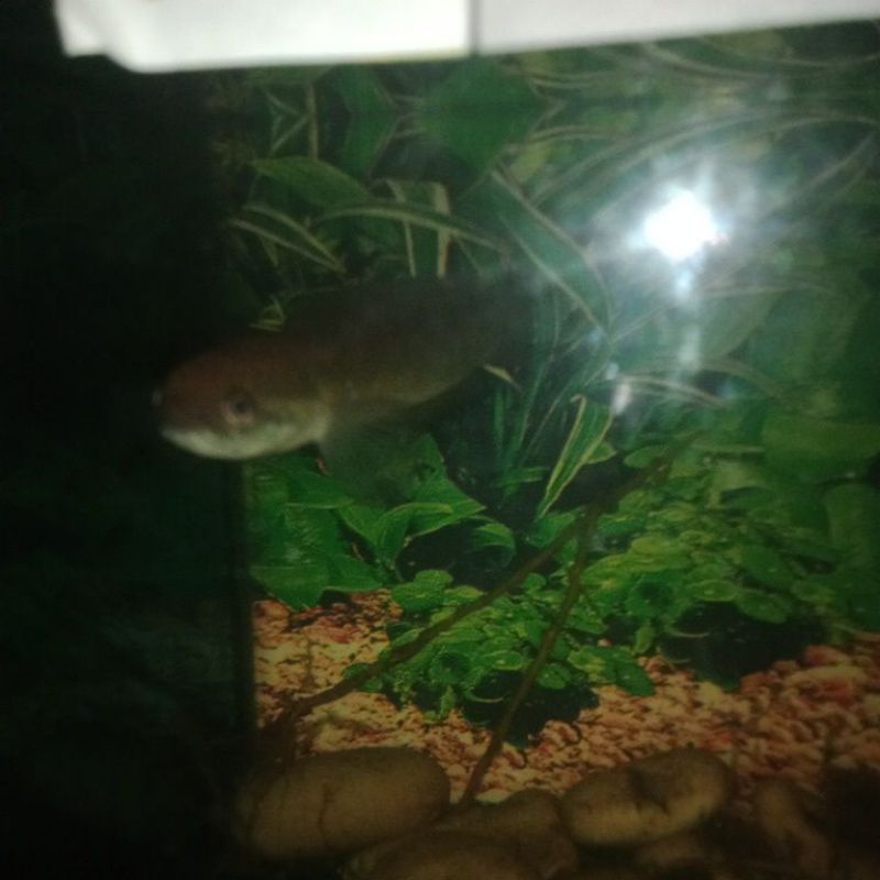 

ikan asiatica bagus asli dari Australia