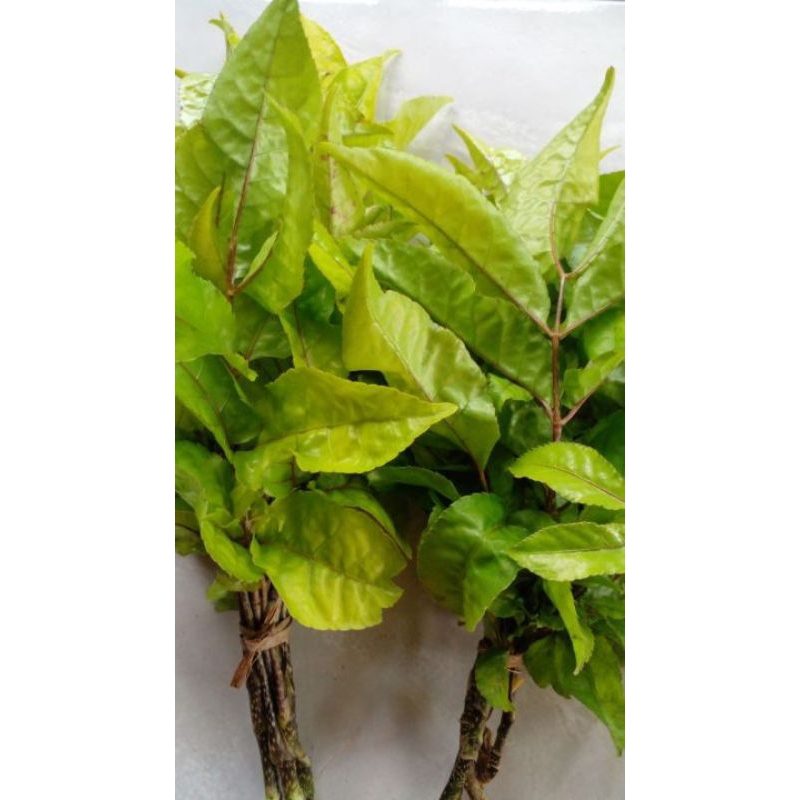 

daun cikla cikli / daun Cikli untuk sayur kluban