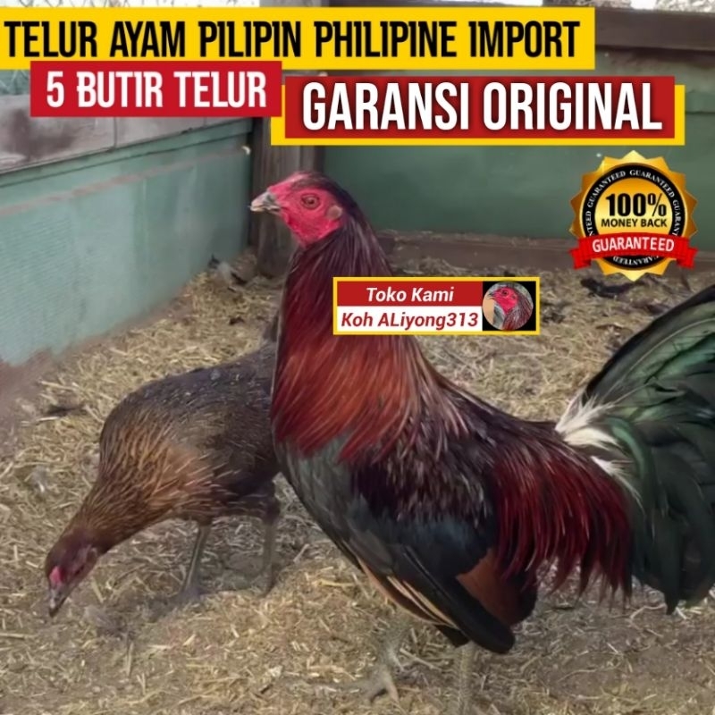 Telur Ayam Fertil Pilipin Philipin Philipine Pure BUKAN telur Ayam Bangkok Shamo  Pakhoy Pelung Kalk