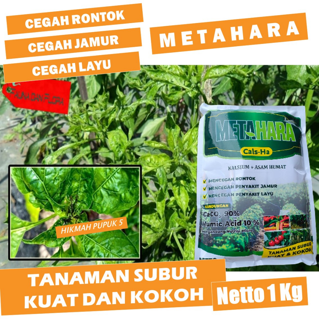 OBAT PERBANYAK TANAMAN CABE BERBUAH BANYAK METAHARA ATASI DAUN KERITING/KUNING Mengokohkan Batang Me