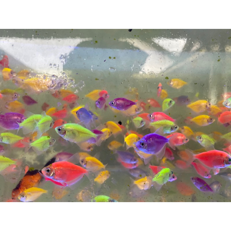 Terbaru!!!! paket mix glowfish Tetra Tiger Danio isi 15 dekorasi hiasan aquarium