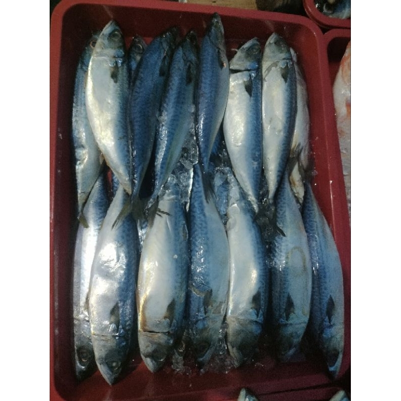 

Ikan Sarden