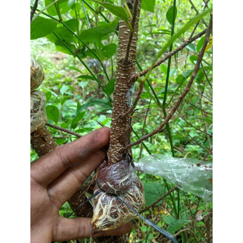 Bahan bonsai kimeng  gegelan sejarian