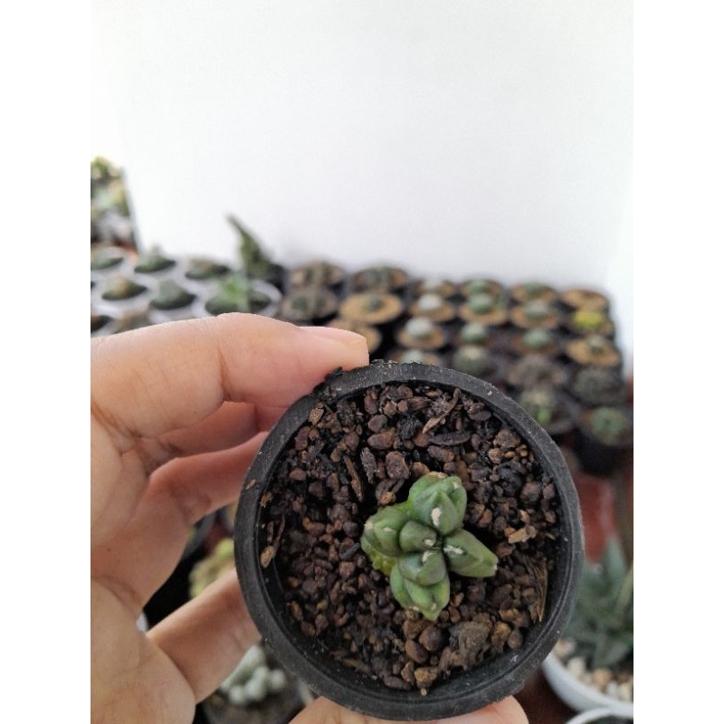 kaktus Gymnocalycium Kikko Montrose Transformer