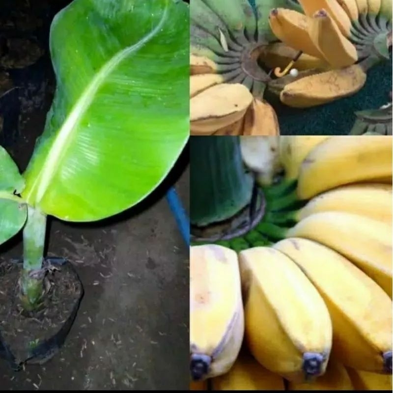 Bibit Pisang Kepok kuning / Pisangan Kepok / Bibit Pisang Unggul