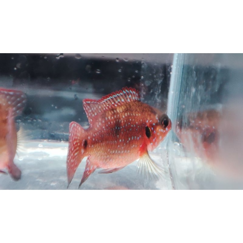 

ikan red jewel ballon