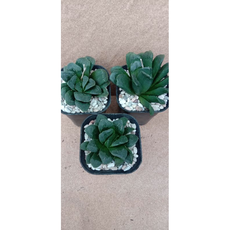 Haworthia Truncata Seiko