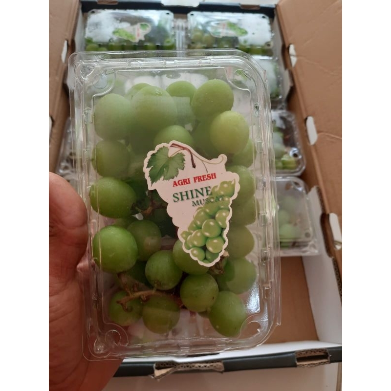 

buah anggur hijau shinee muscat /pack