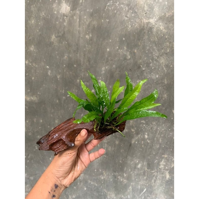kadaka java fern media rentek hiasan channa | tanaman aquarium | aquascape low co2