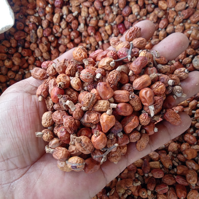 

Biji Buah Lengkuas Atau laos Kering 1 kg