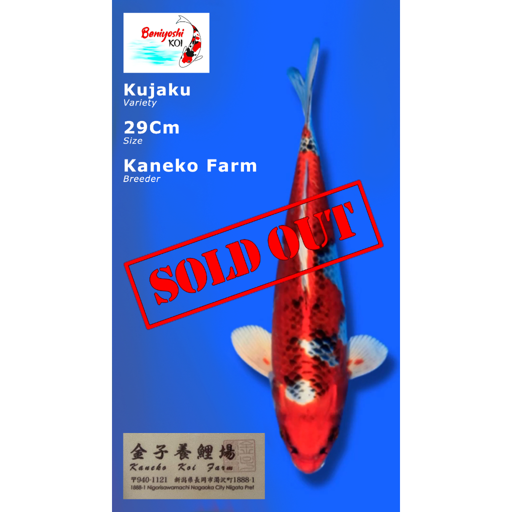 Ikan Koi Kujaku Import Kaneko Farm Size 29cm (Sertifikat Kaneko Farm)
