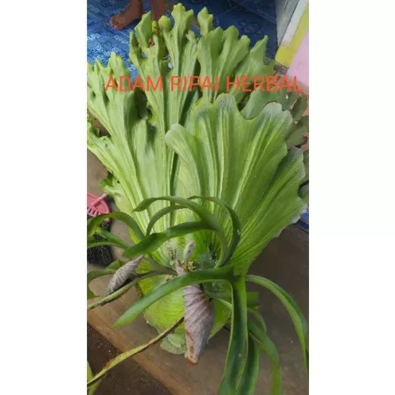 CORONARIUM. WANDAE .KADAKA TANDUK RUSA JUMBO (MAHKOTA SAJA / MAHKOTA +RUMBAI )  KADAKA. CORONARIUM. 