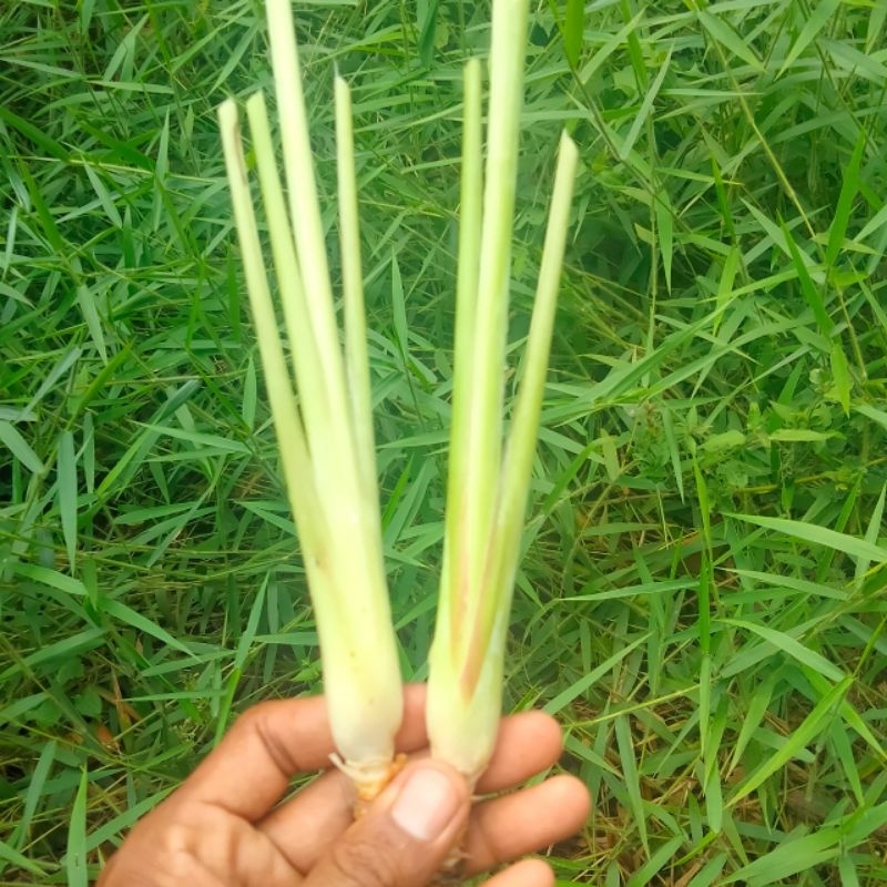 

SERAI, SEREH SEGAR 500 gram