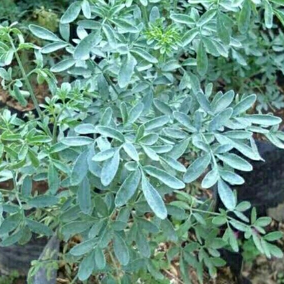 Bibit Daun Inggu obat demam