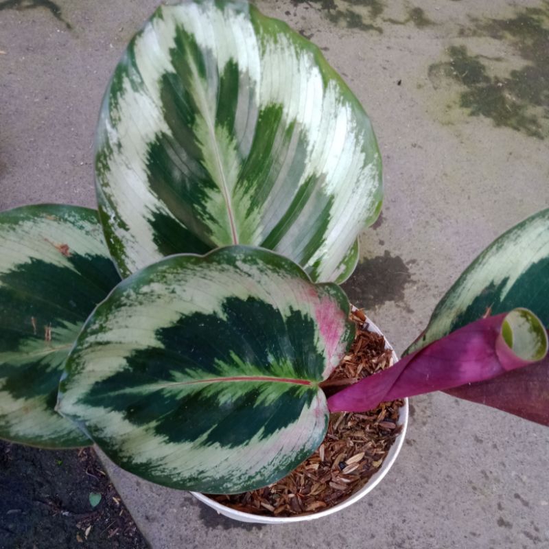 Calathea Medalion