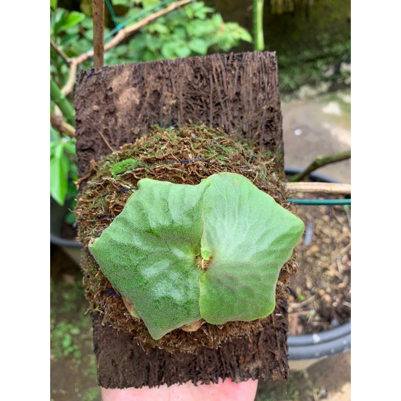 platycerium erawan | plant erawan | tanaman hias erawan