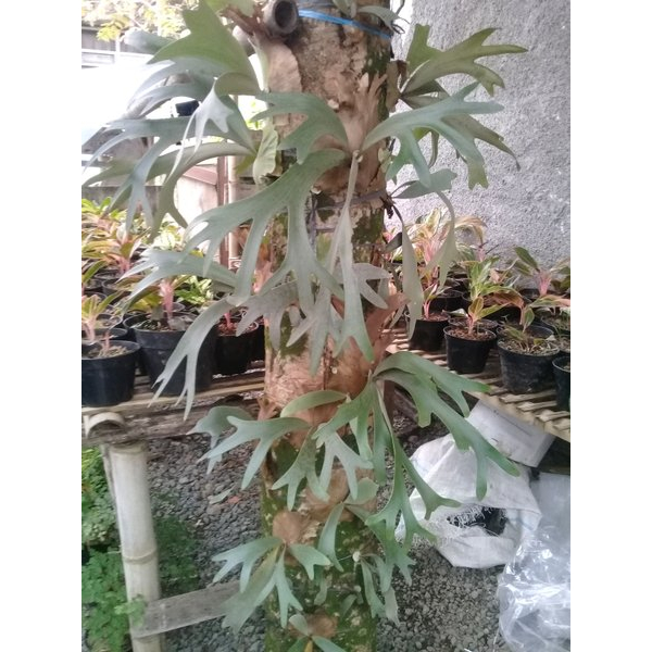 Tanaman hias kadaka tanduk rusa / kadaka uncal