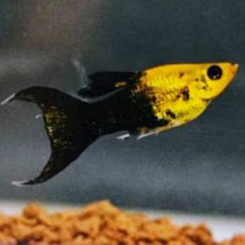 ikan hias MOLLY GOLDEN BLACK CAWANG ISI 10