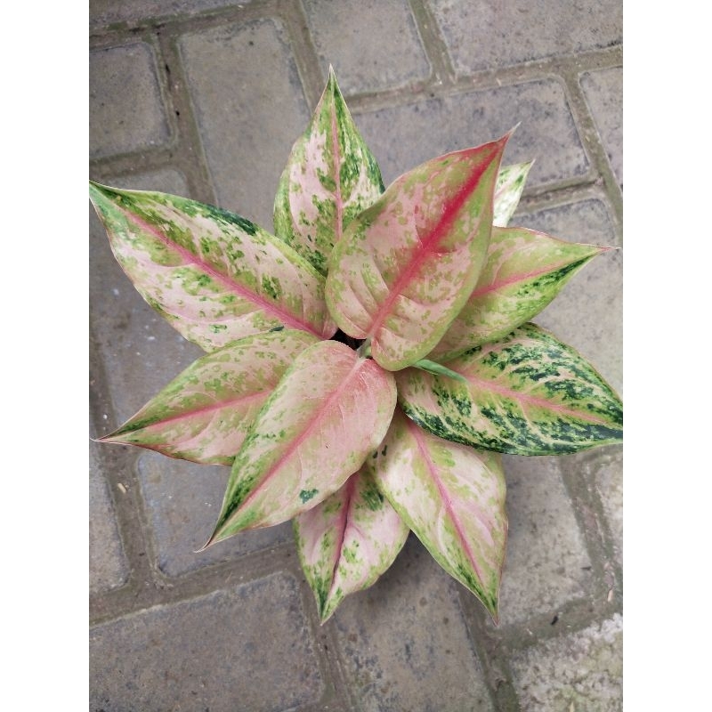 AGLONEMA LOD Light Of Diamond