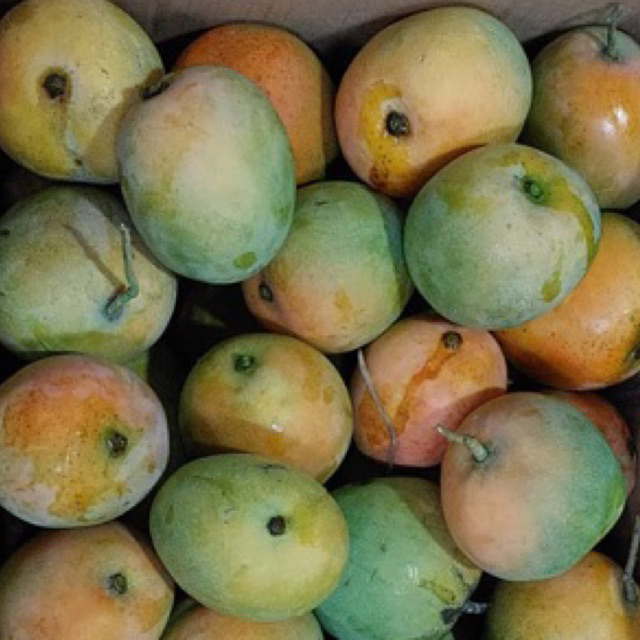

Mangga Gincu Asli Indramayu 1kg