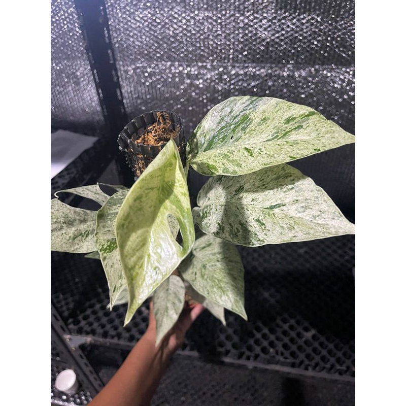 Hanoman sp Bali marbel