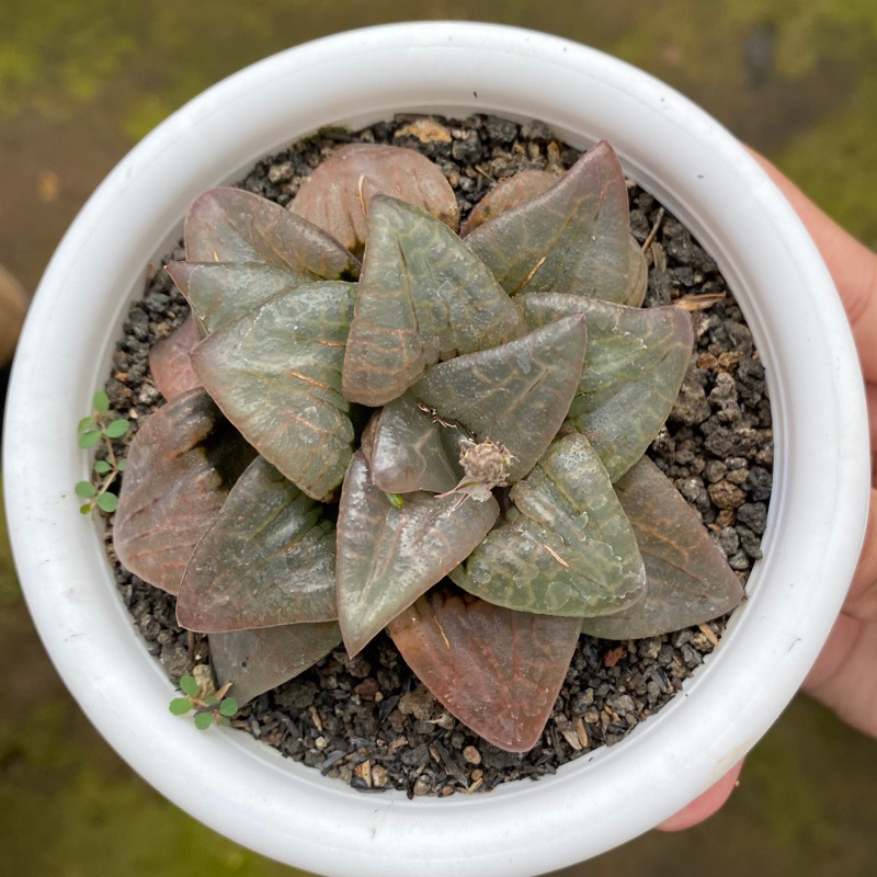 Haworthia Bayeri