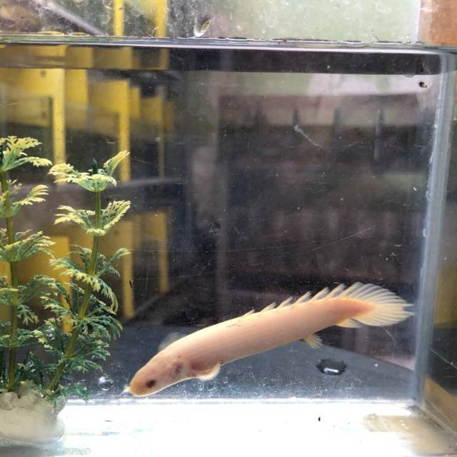 Palmas Albino / Albino Bichir / Ikan Naga / ikan hias Aquascape / Air Tawar
