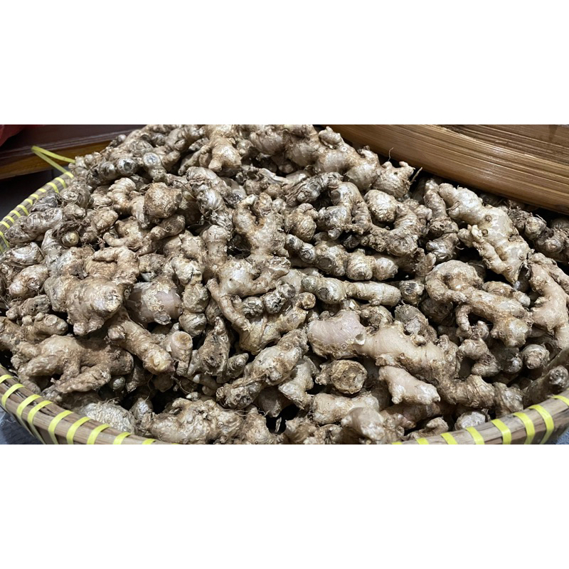 

MURAH 1KG JAHE EMPRIT ASLI LOKAL PEDAS TIDAK ADA CAMPURAN | KONDISI SUDAH BERSIH TANPA TANAH DAN AKAR