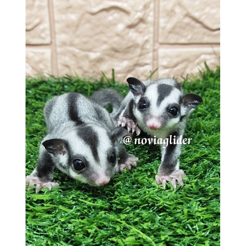 sugar glider joey classic grey