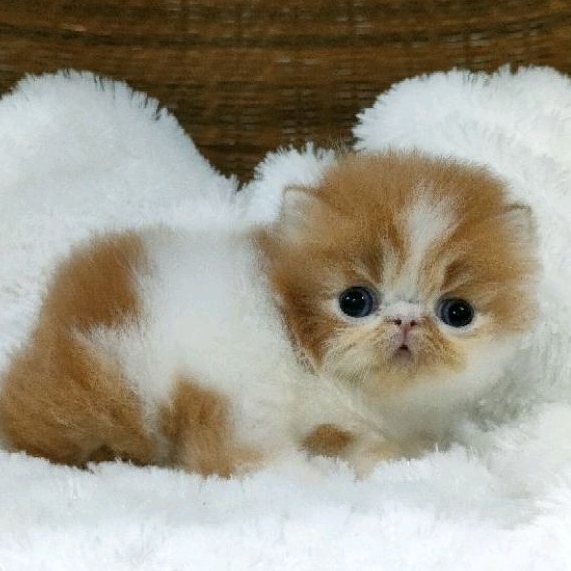 kitten persia peaknose jantan non ped ( PO )