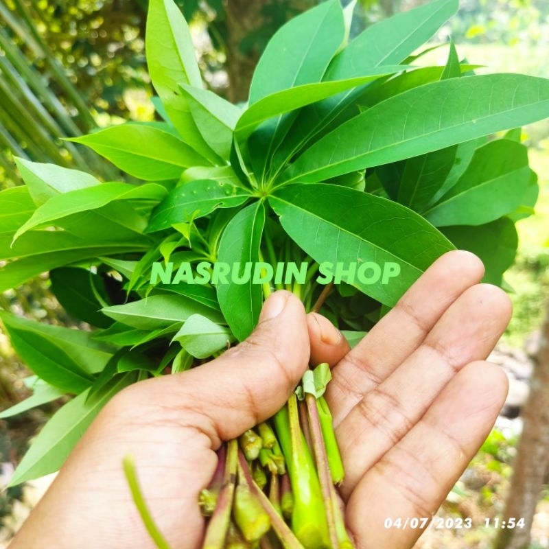 

DAUN RANDU SEGAR 100 LEMBAR / DAUN RANGDU LANGSUNG PETIK / DAUN KAPUK