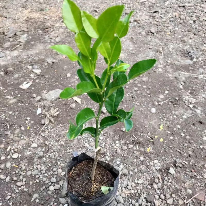 tanaman jeruk purut - bibit tanaman jeruk purut - pohon jeruk purut