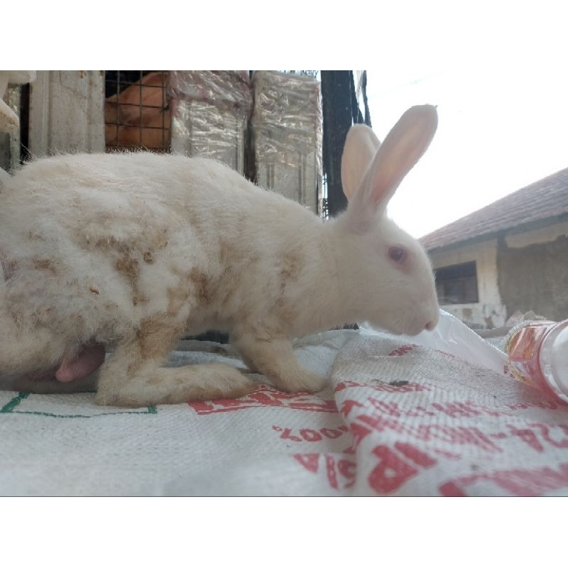 kelinci indukan lokal murah