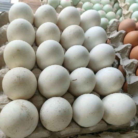 

TELUR ANGSA FRESH KONSUMSI