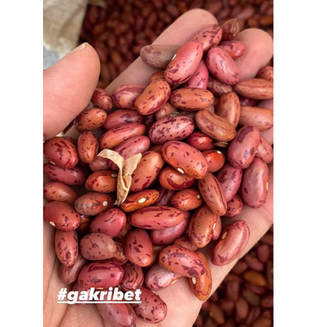 

Kacang Merah Brenebon Kacang Es