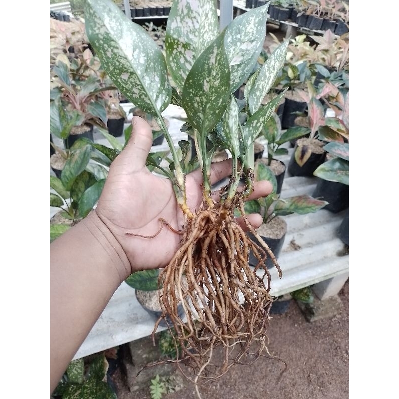AGLONEMA RUBY GARUDA RUMPUN SUDAH BAWA ANAK INDUKAN SUPER