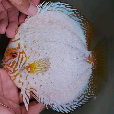 Ikan Discus White Butterfly Size 4,5 inch