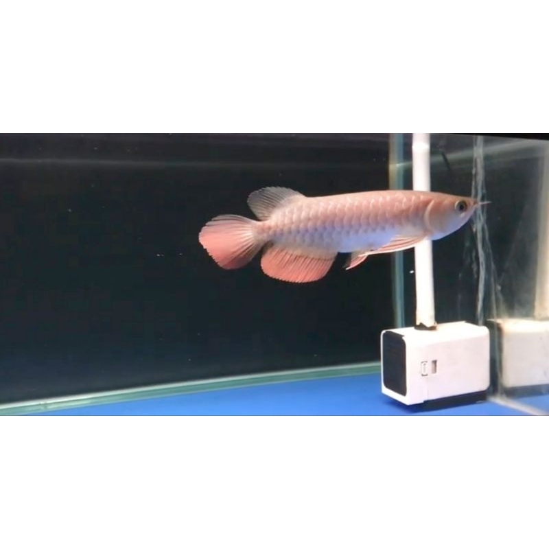 ARWANA GOLDEN RED30cm - 35cm