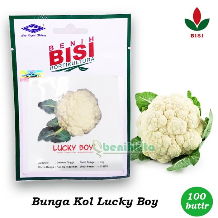 

Jual Benih-Bibit Kembang Kol Dataran Rendah Orient F1 (BISI)