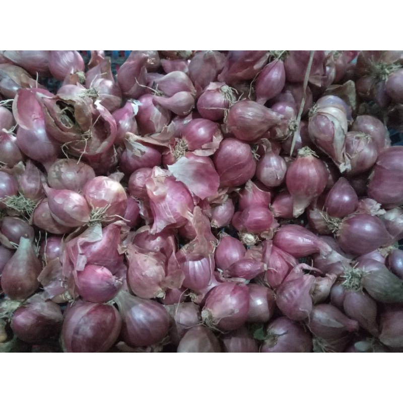 

bawang merah