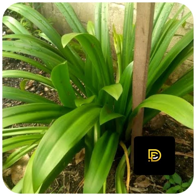 

Daun bakung segar 1 kg fresh petik langsung-az