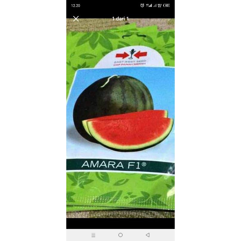 venih semangka AMARA F1