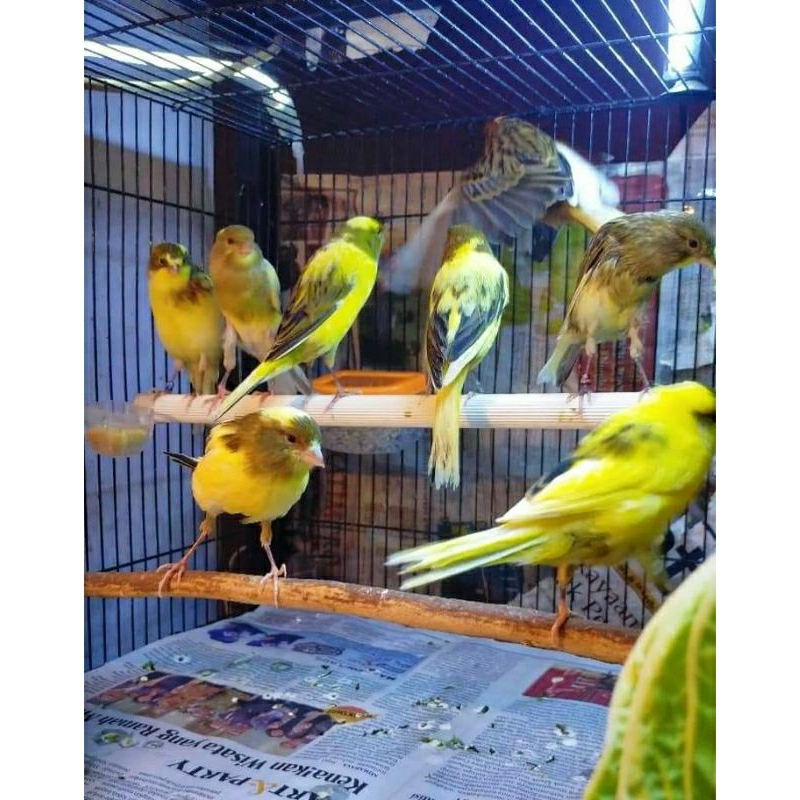 PAUD SERI F1YS JANTAN RIWIKAN