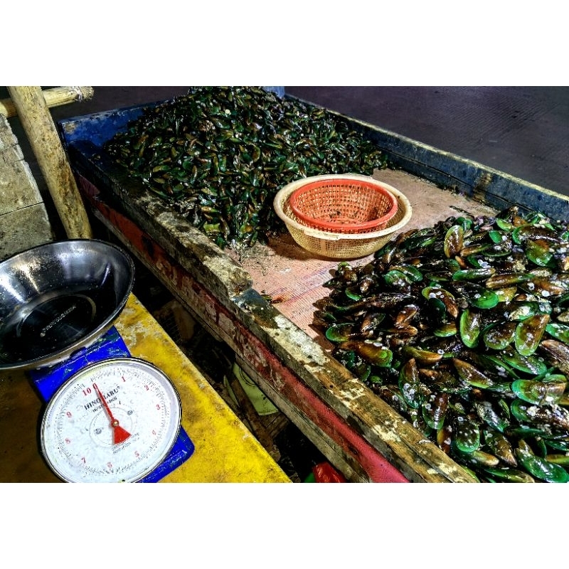 

KERANG HIJAU FRESH 50KG
